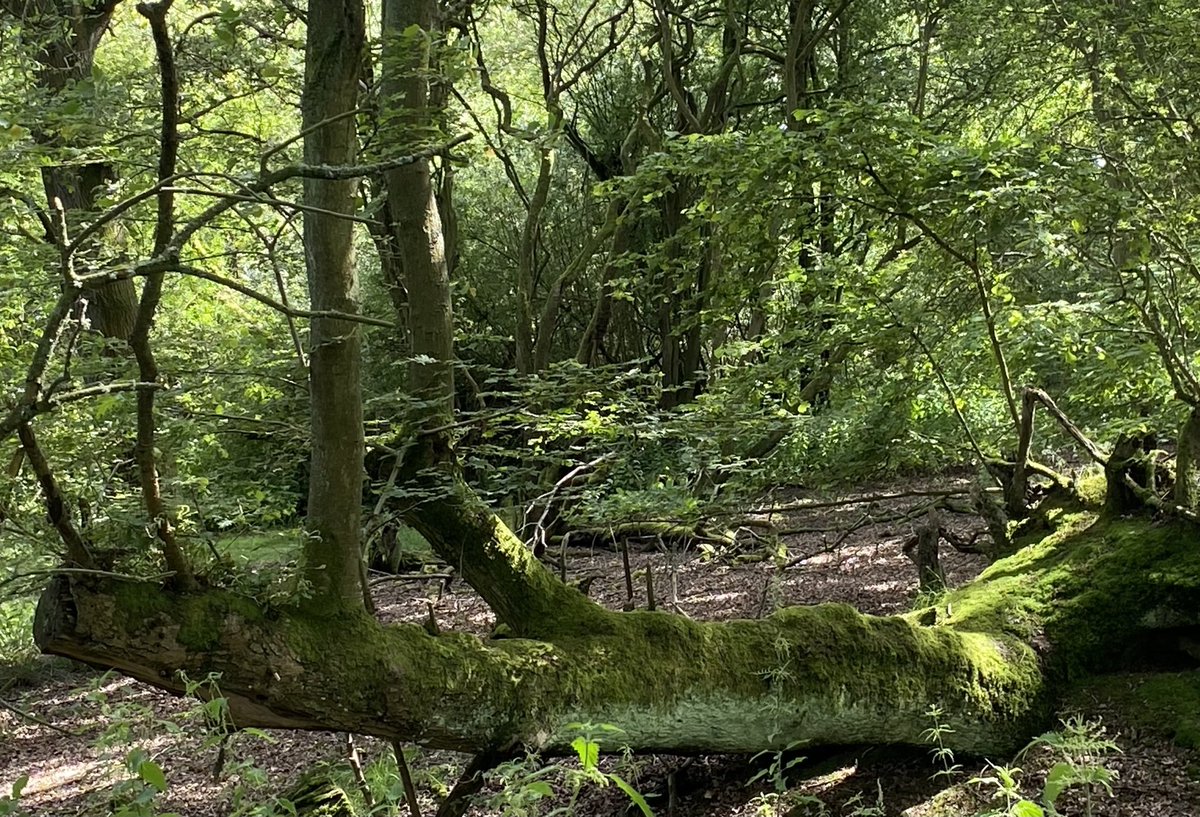 havinggiraffe's tweet photo. Hope springs eternal from this fallen #thicktrunktuesday ⁦@365DaysWild⁩ https://t.co/XPfyx0gRry