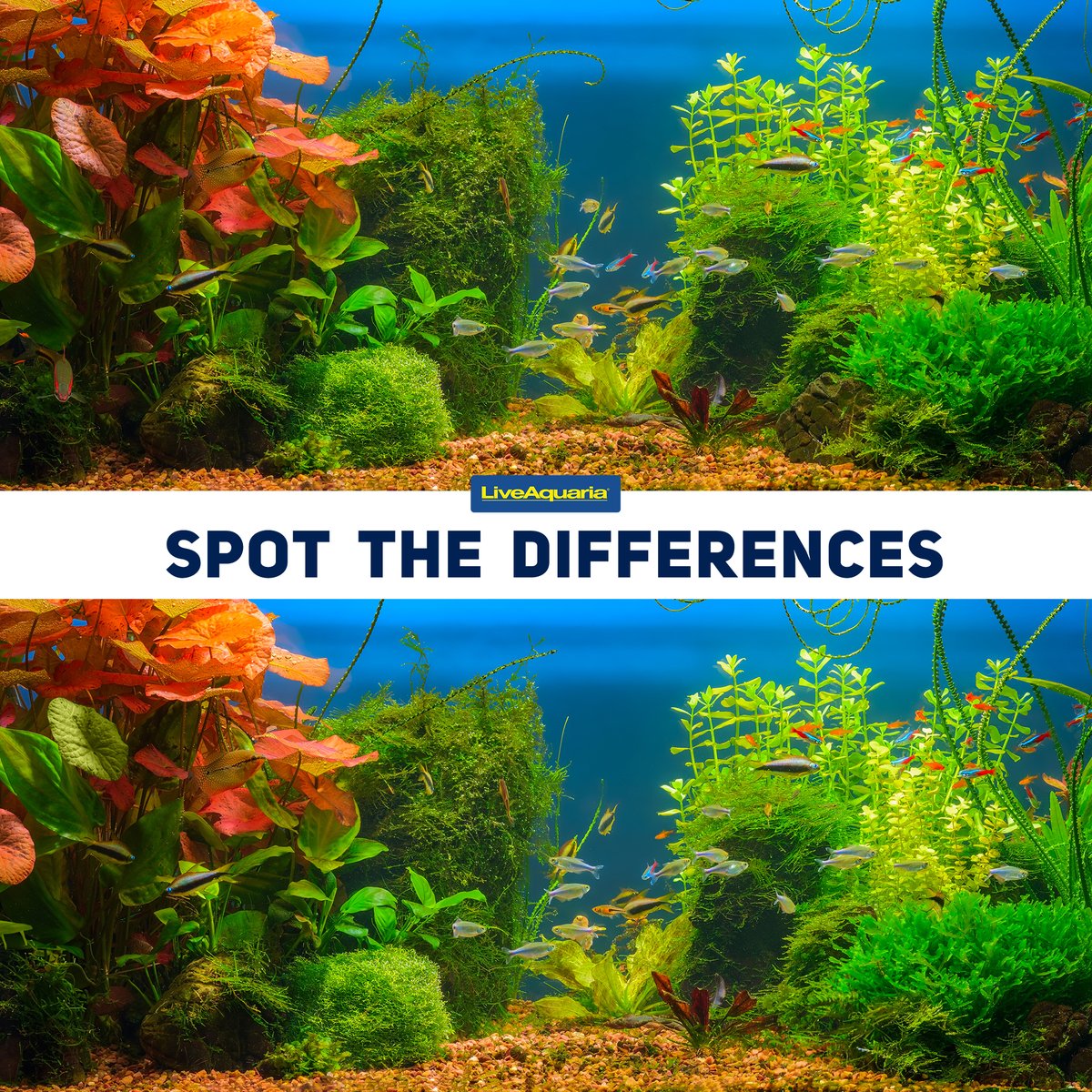 LiveAquaria's tweet image. Are you an expert in observation? If so, you’re in luck because here’s another fish game. Just for fun, can you find the differences between these fish pics? There are 8 in total. What are they?
#spotthedifference #findthedifference #fishgame #fishfun #fishpic