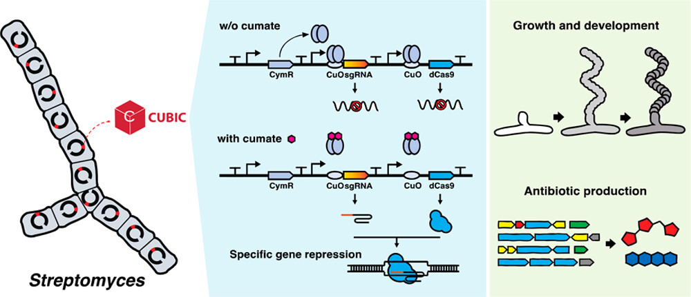 ACS Synthetic Bio tweet media