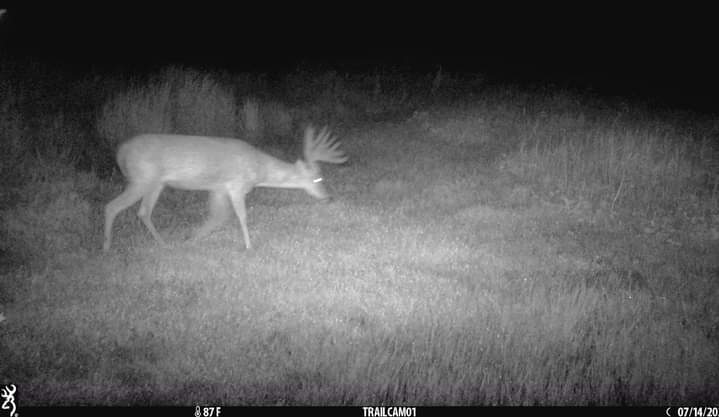 AOutdoo's tweet photo. Monsters do exist. #trailcameratuesday https://t.co/0F5Syso3wz