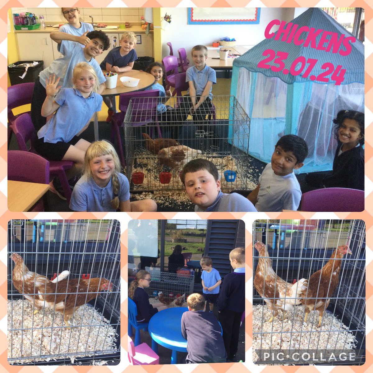 Kingfishers - Miss Johnston tweet media