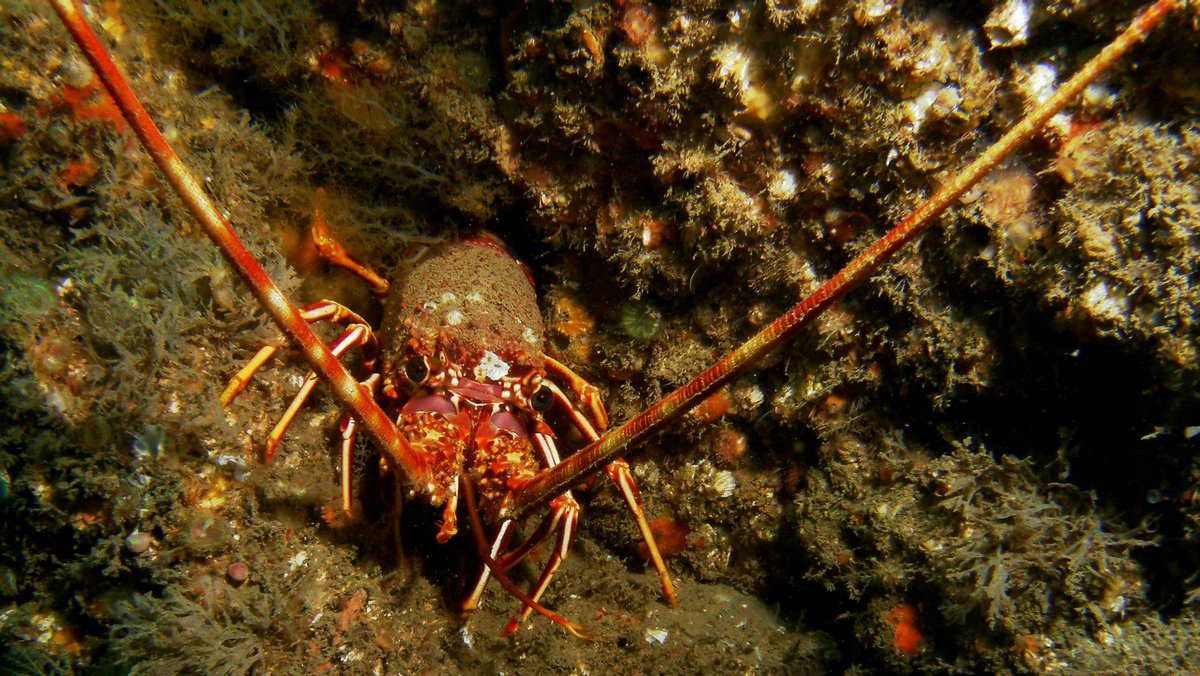 MMO published today a consultation on proposals to close ICES sub area 7 (winter 2024 – spring 2025) to the crawfish fishery. This closure aims to protect crawfish during the breeding and spawning period. The consultation is open from 23 July 2024 to 18 August 2024.