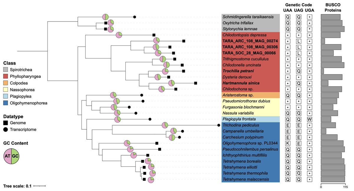 _jamiemcgowan's tweet photo. Phylogenomic analysis grouped the 3 TARA MAGs as a monophyletic lineage suggesting a common origin of UAG being translated to leucine

Whereas translation of UAG to glutamine is polyphyletic

Our phylogeny suggests that ancestral Phyllopharyngea used the canonical genetic code https://t.co/MZtIXSzNXC