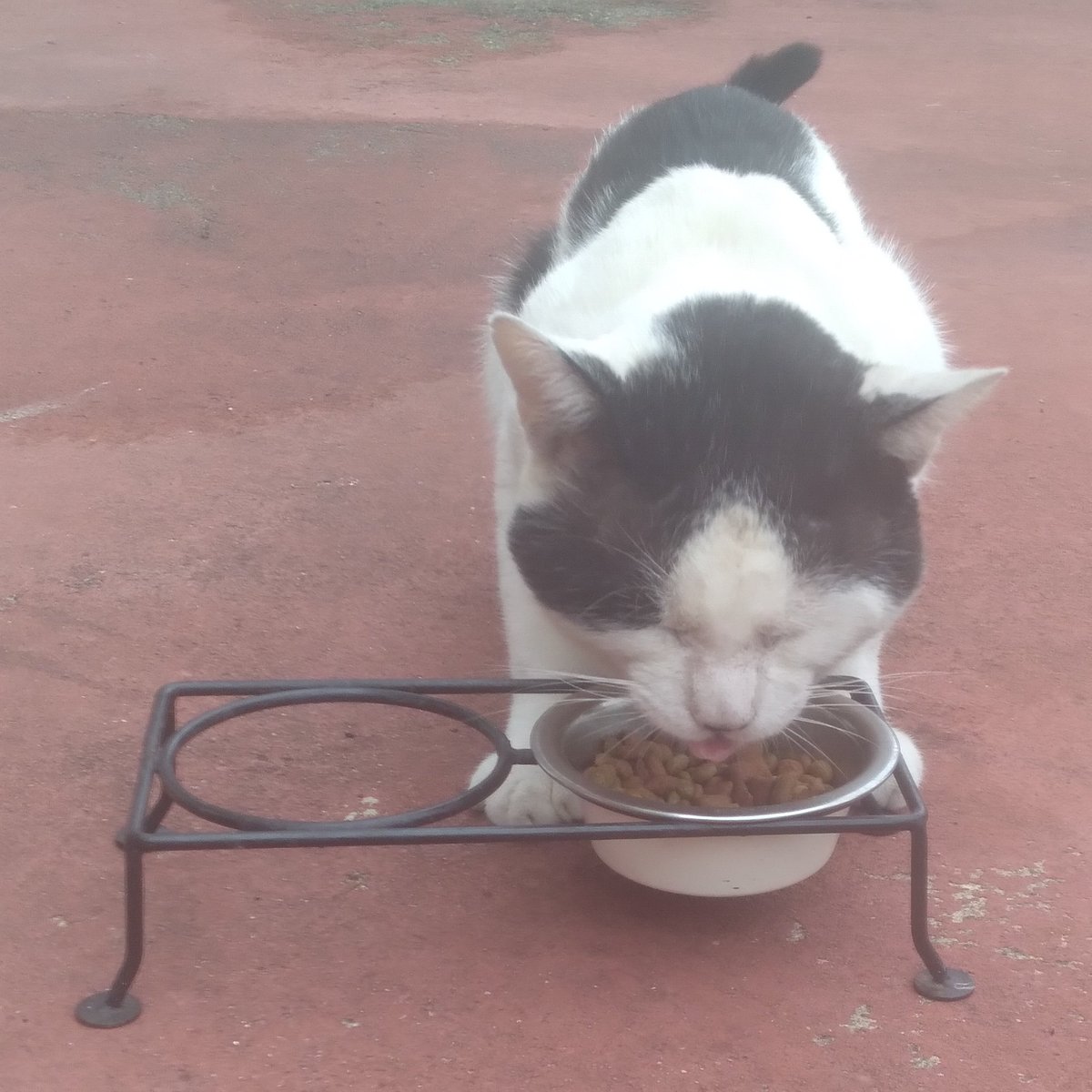 soniastathes's tweet photo. Good Morning X, Hope everyone has a great day ๐ It's a bit cloudy โ
but nice enough to sit outside and have my coffee W/ my #HomelessCat , Phineas. I enjoy my time W/ him and I know he appreciates me. And yes, I gave him lots of water ๐ง He's sleeping now ๐ด #Meow ๐พ https://t.co/71tJFpqWHS