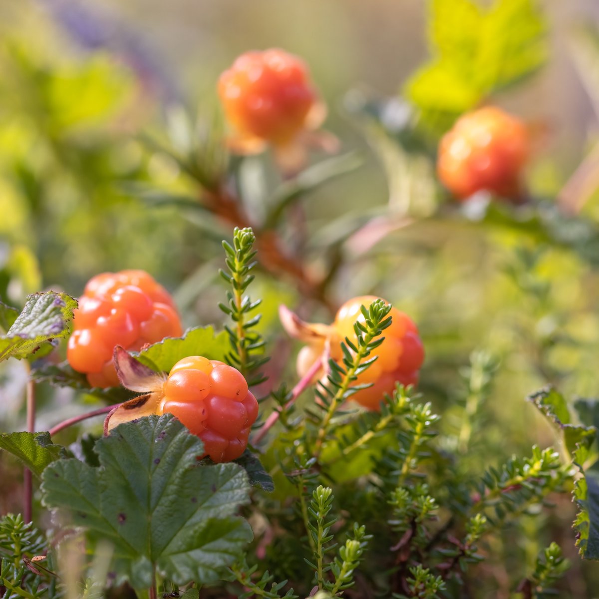 Canada's tweet photo. A member of the #Rosaceae family and a relative of the #Raspberry, these amber berries are a rare find in Canada. They flourish in moist tundra and bog environments. Can you name them?⬇️🍎#TriviaTuesday https://t.co/3Bqzewg7OP
