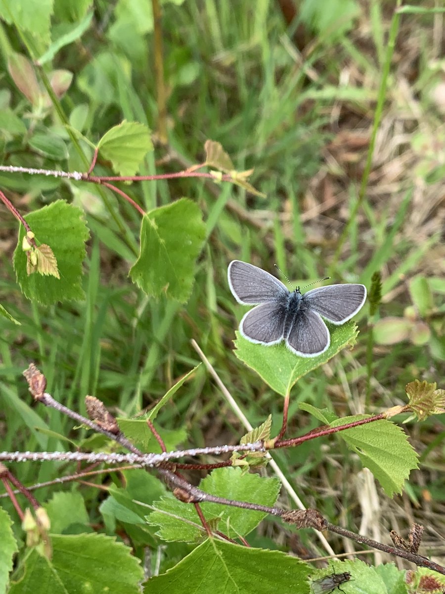 Species on the Edge tweet media