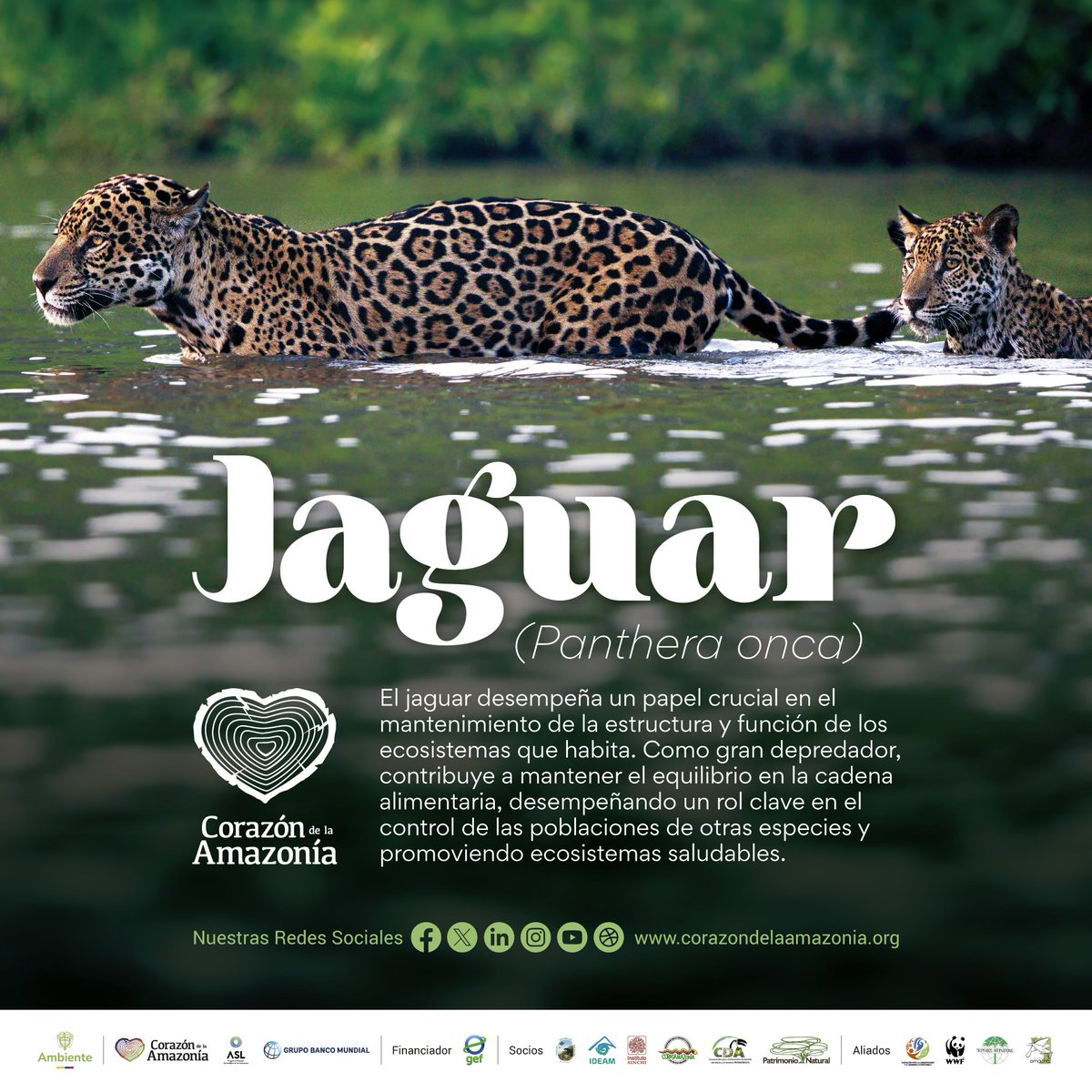 CorazonAmazonia's tweet photo. El jaguar es crucial para los ecosistemas que habita. Como gran depredador, mantiene el equilibrio en la cadena alimentaria, controlando poblaciones de otras especies y promoviendo ecosistemas saludables. https://t.co/Y8MD2uchCi