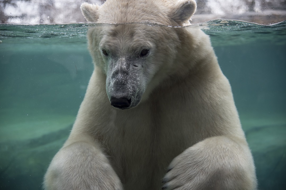 calgaryzoo's tweet photo. It's been a difficult few days following the unexpected loss of polar bear, Baffin. Necropsy results show he drowned after a tracheal injury from rough play w/ Siku. He was in excellent health with no signs of heat stress. We continue to grieve his loss.💔 https://t.co/C5HIo5yNlE https://t.co/4q8jZaibSK