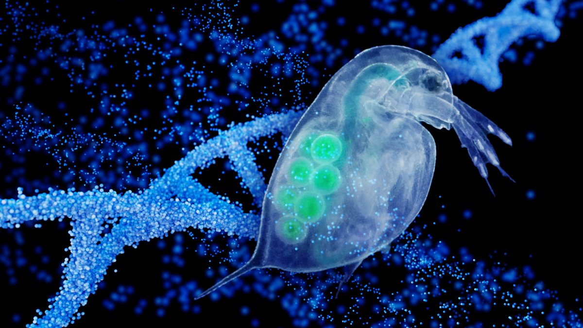 The College of Liberal Arts and Sciences (@asuthecollege) on Twitter photo <a href="/ASU/">Arizona State University</a> scientists, led by Michael Lynch <a href="/asuSOLS/">ASU School of Life Sciences</a>, reveal how genetic changes in water fleas (Daphnia pulex) offer new insights into natural selection and evolution. ow.ly/vEpu50SGc1R <a href="/ASU/">Arizona State University</a> scientists, led by Michael Lynch <a href="/asuSOLS/">ASU School of Life Sciences</a>, reveal how genetic changes in water fleas (Daphnia pulex) offer new insights into natural selection and evolution. ow.ly/vEpu50SGc1R