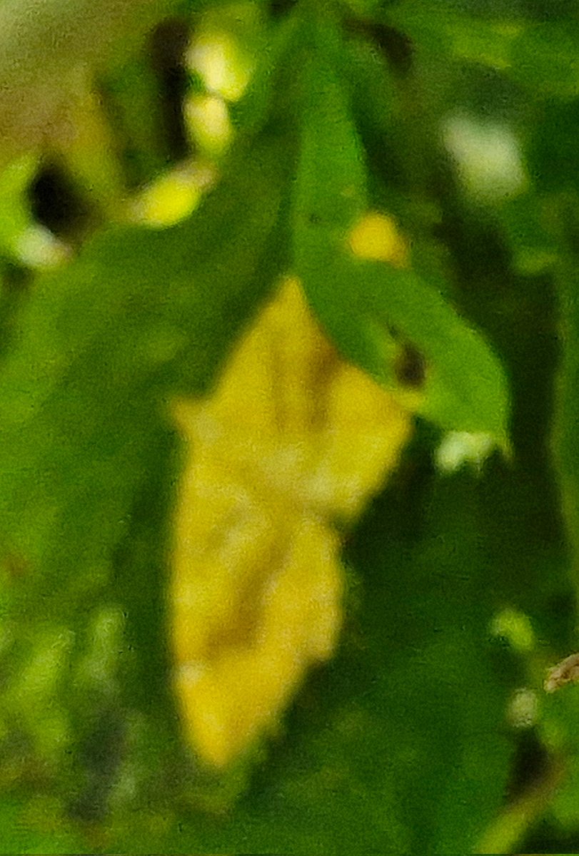 bobhogrunner's tweet photo. @teesbirds1 @teeswildlife @nybirdnews @Natures_Voice #Unknown, #Cabbagewhite,#Speckledwood and #Ringlet, S Gare this P M. https://t.co/MV33AEsPwI