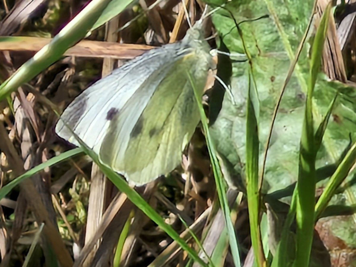 bobhogrunner's tweet photo. @teesbirds1 @teeswildlife @nybirdnews @Natures_Voice #Unknown, #Cabbagewhite,#Speckledwood and #Ringlet, S Gare this P M. https://t.co/MV33AEsPwI
