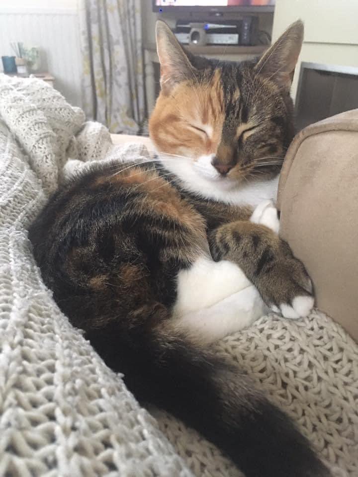 Help Find ‘Me’ - Chester tweet media