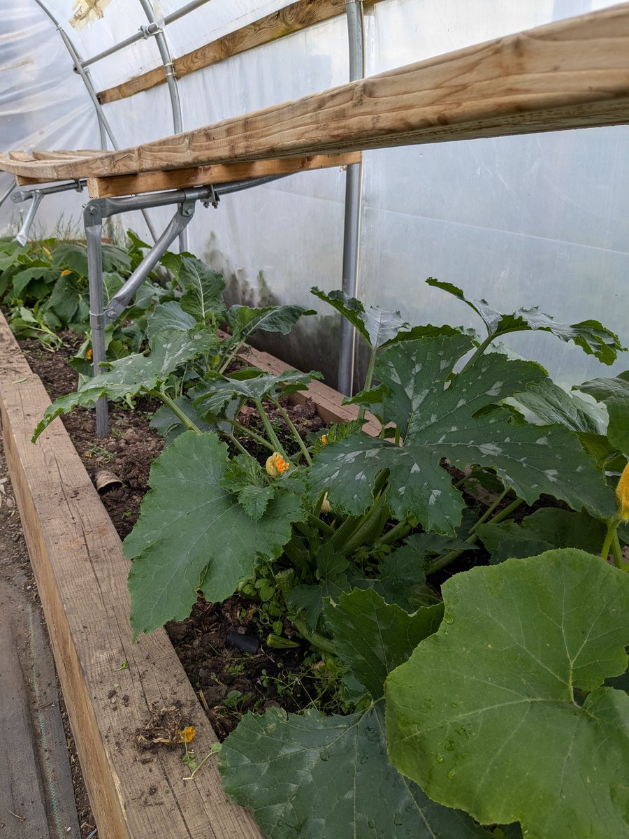 MrsAllanSTN's tweet photo. Thank you to our school families who keep the garden growing through summer!  @ST_NINIANS_PS https://t.co/UZt5jCN51G