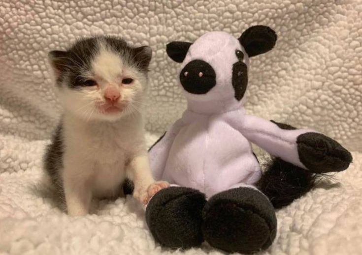 smol silly cat tweet media