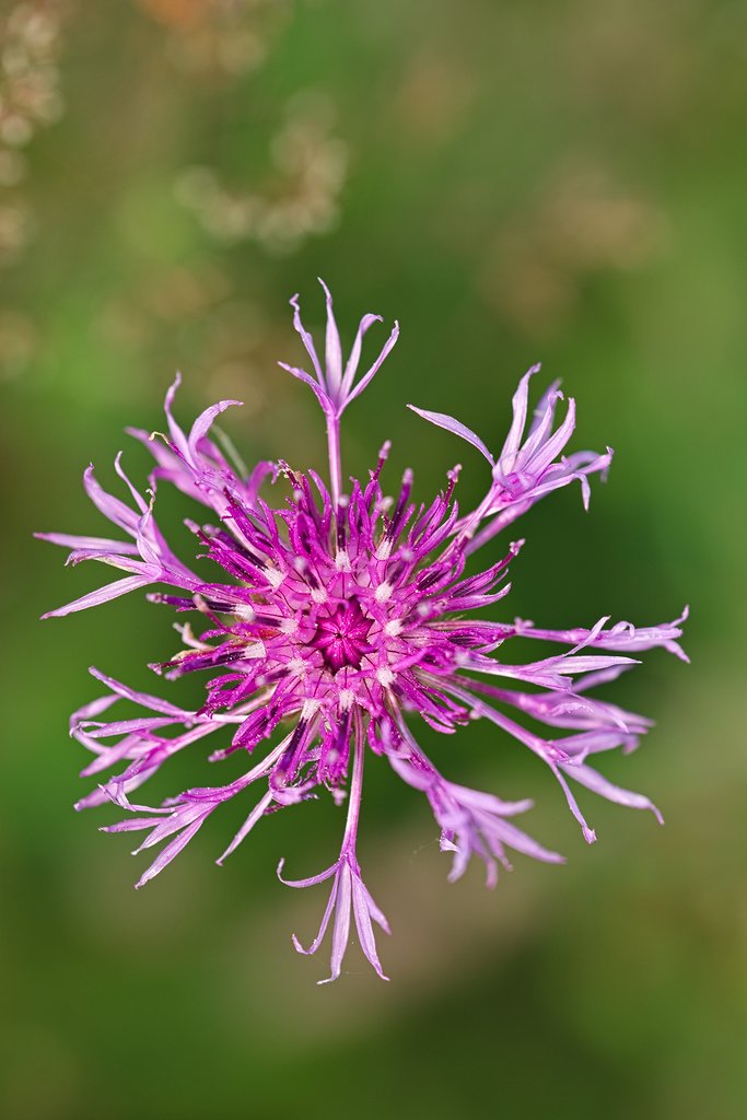 #flower #photography #photo #flora #flowers #closeup #przyroda #nature #fotografia #naturelovers #summer #summervibes