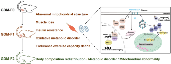 Intrauterine hyperglycaemia during late gestation caused mitochondrial dysfunction in skeletal muscle of male offspring through CREB/PGC1A signaling dlvr.it/T9ylrP