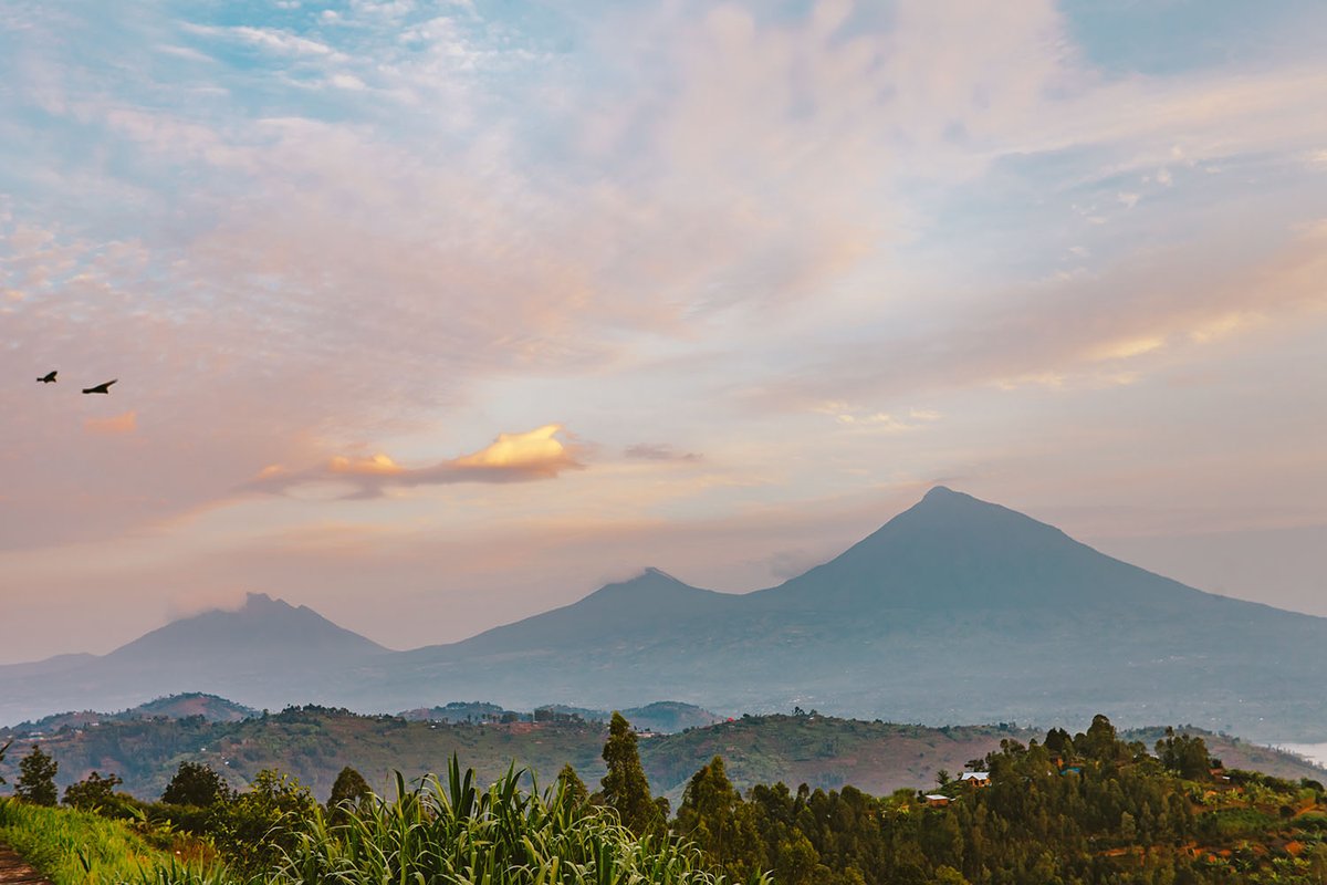 goselfdriverw's tweet photo. Hiking in Volcanoes National Park Rwanda takes you up on top of some of the most magnificent  Mountains 
Book your next discovery journey with Go Self Drive Rwanda!
Email us:info@goselfdriverwanda.com
Call/WhatsApp: +250 787 807 667
Website: https://t.co/GKXniTBimS https://t.co/lqOTtA9XwB
