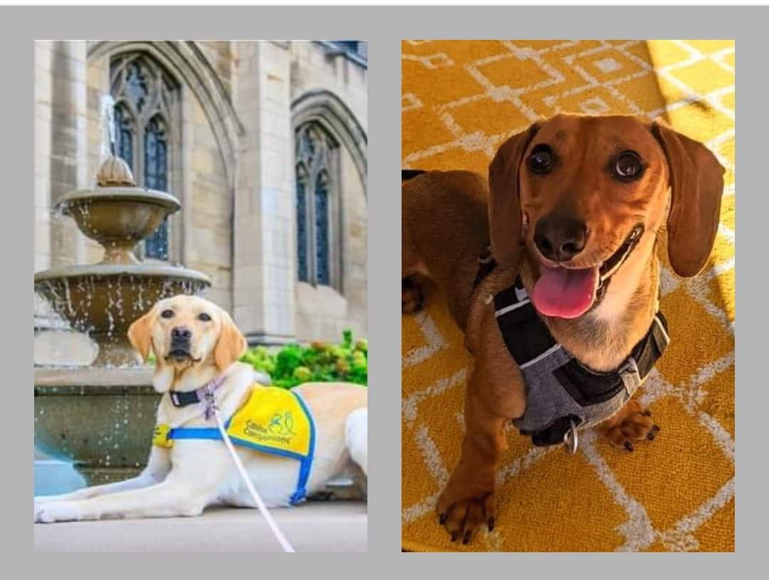 Salty Paws Pittsburgh tweet media