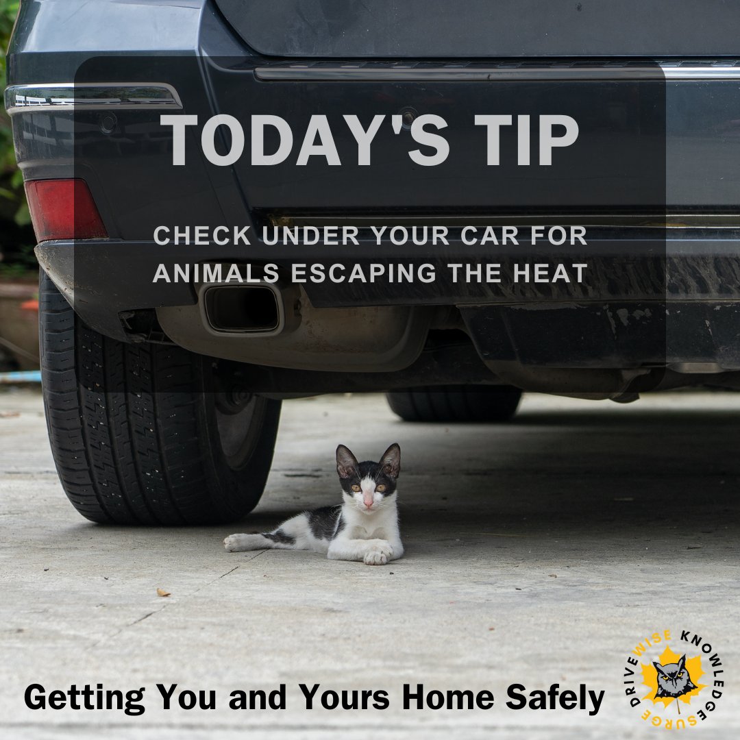 DriveWiseCanada's tweet photo. Did you know that pets often seek shade under cars during hot weather? Always check under your vehicle before driving off to keep our furry friends safe!

#petsafety #animalsafety #safedrivingtips #DriveWise https://t.co/Xz4SpnhgEd