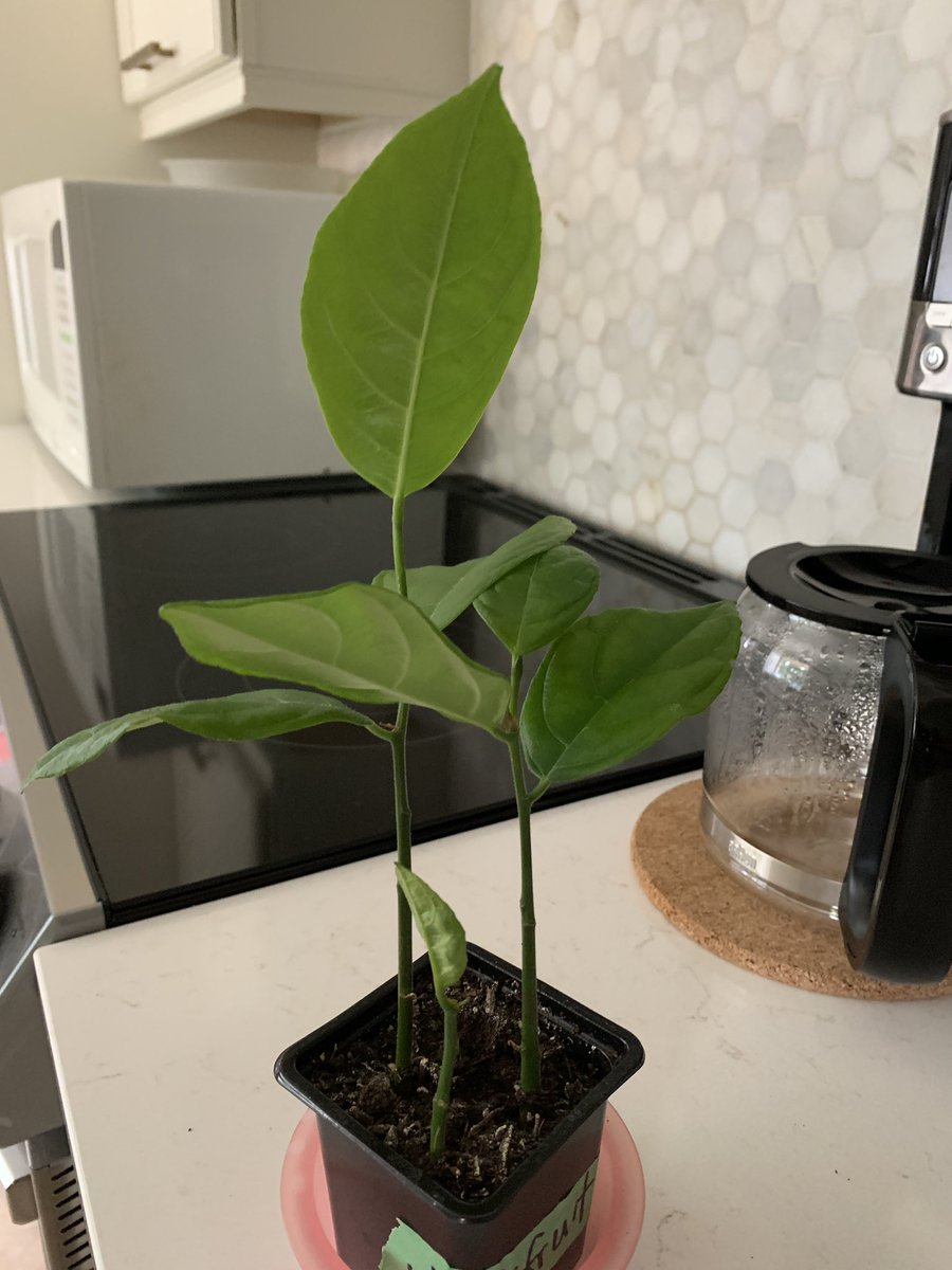 Now there are 3 #jackfruit