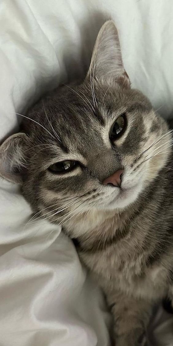 Quiero un gatito