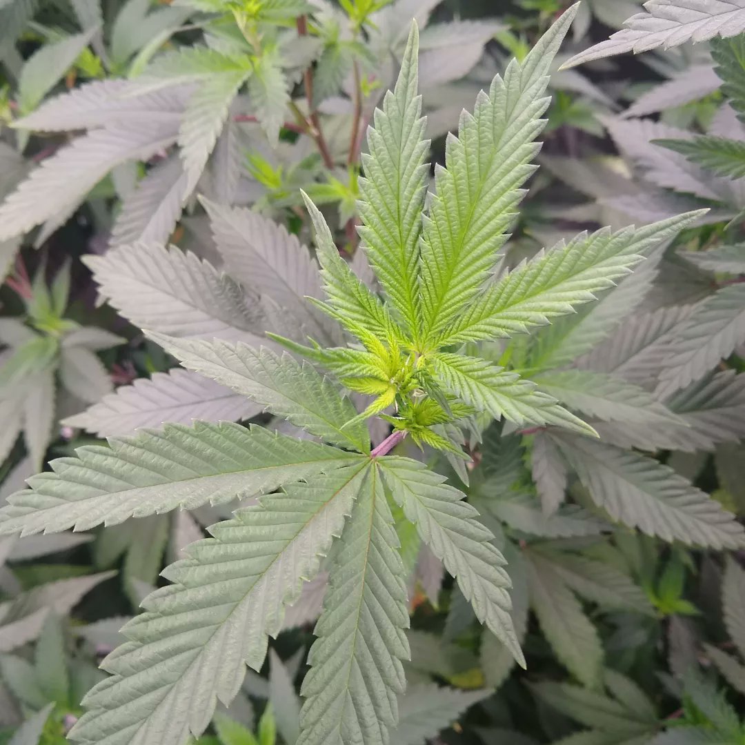 TheGoatGrows's tweet photo. A quick look at the ladies starting their flowering cycle. Pineapple Express and Ice Cream Cake from Barney's Farm. https://t.co/7dfLaGsMVu