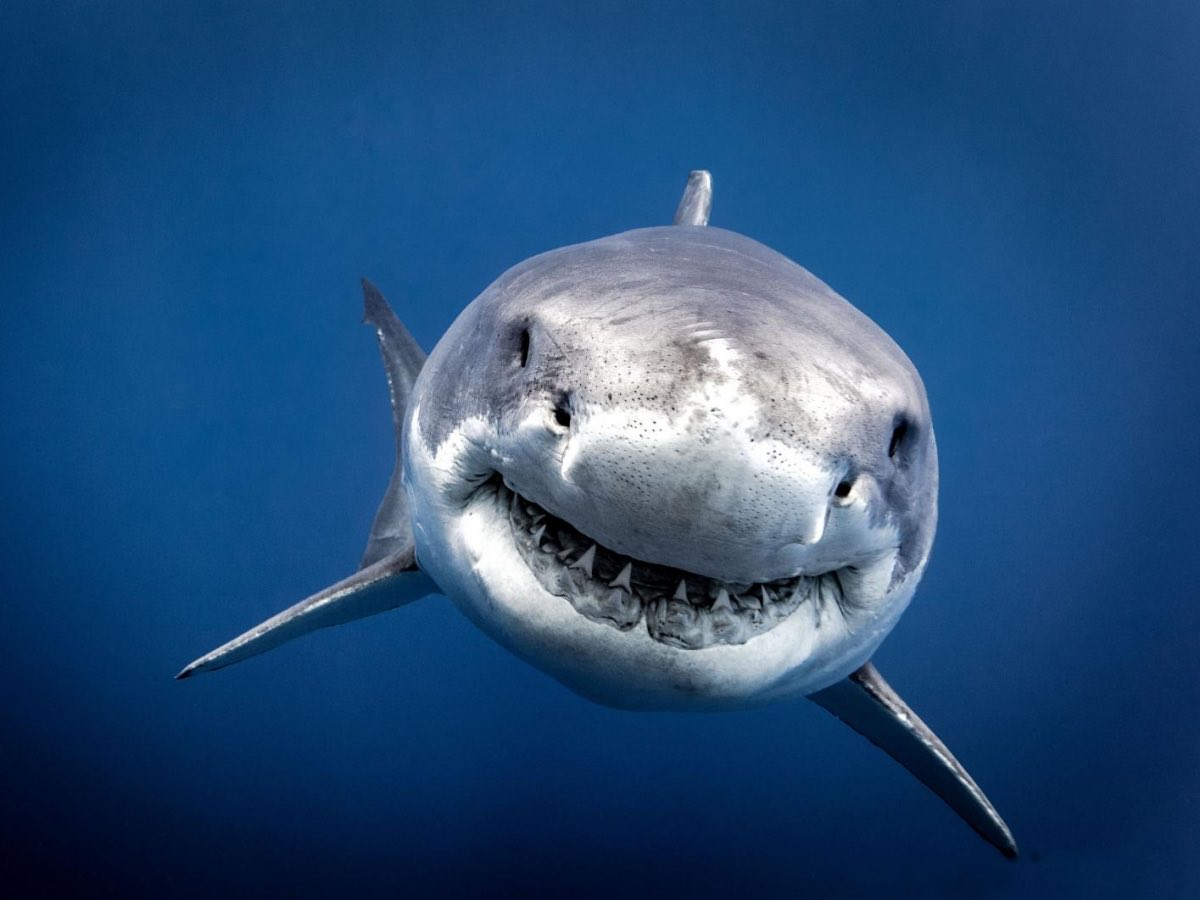 CerfiaFR's tweet photo. 🇧🇷🦈 INSOLITE | 13 requins au Brésil ont été testés positifs à la cocaïne à cause du trafic de drogue. https://t.co/cj875TfFgm