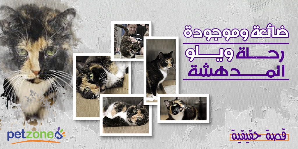 petzoneksa's tweet photo. تعرف علي قصة كالكو الجميلة
https://t.co/rXvMFKnFpG https://t.co/qBbk2SKP9K