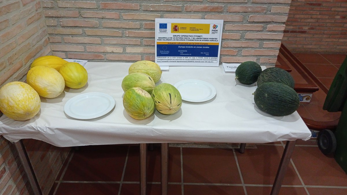 gofitonet's tweet photo. 👉🏻Durante la jornada también se discutió sobre la #comercialización de estas variedades y se permitió a los asistentes participar en una cata de la selección #FITONET de las variedades tradicionales de #melón y #tomate https://t.co/42pLbmKfka