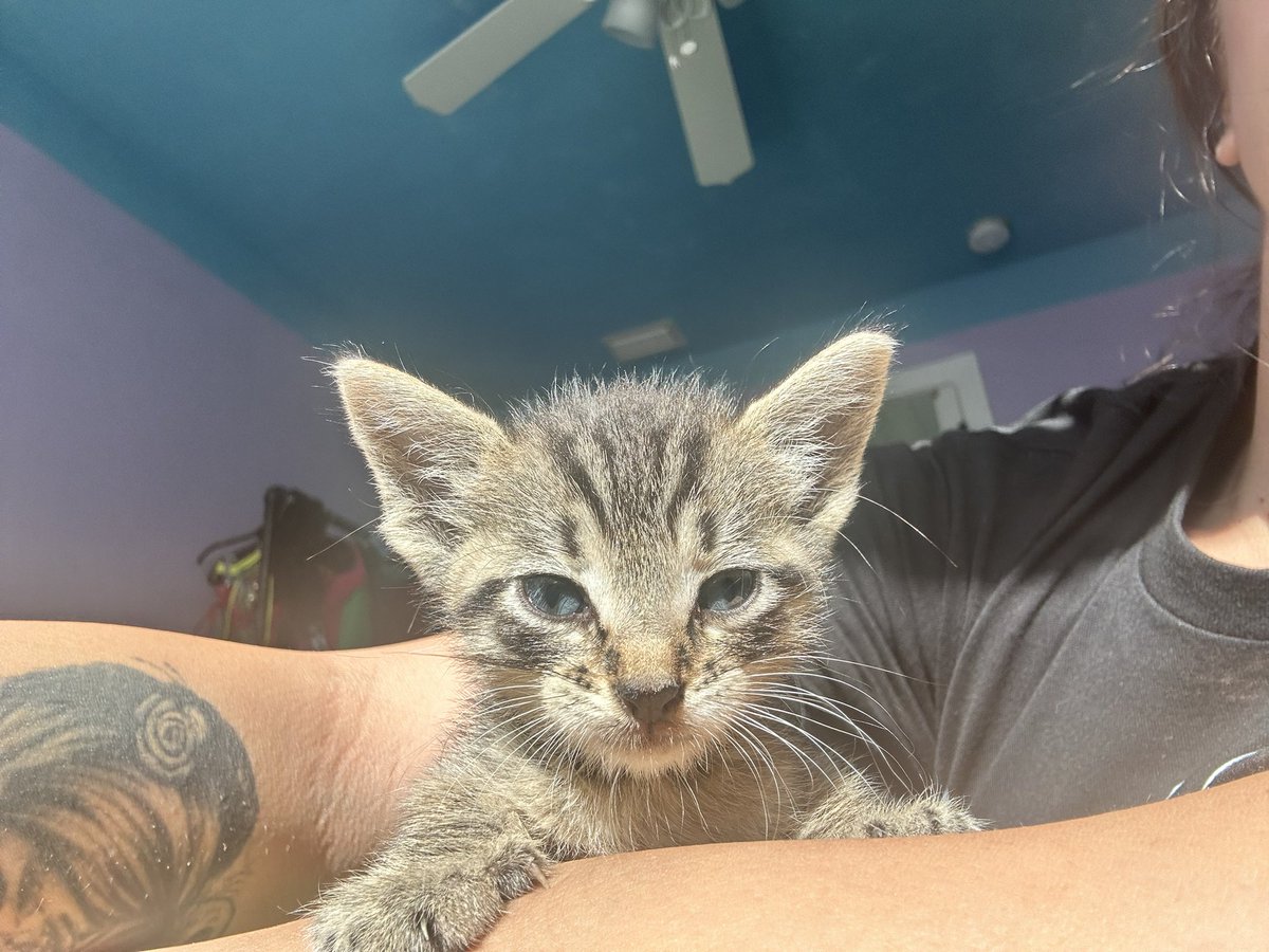 femalien69's tweet photo. I found this sweet thing after the storm last night 😭 

Anyone in central Florida interested in adopting or fostering? 🐾 https://t.co/HxxM4PdOYk