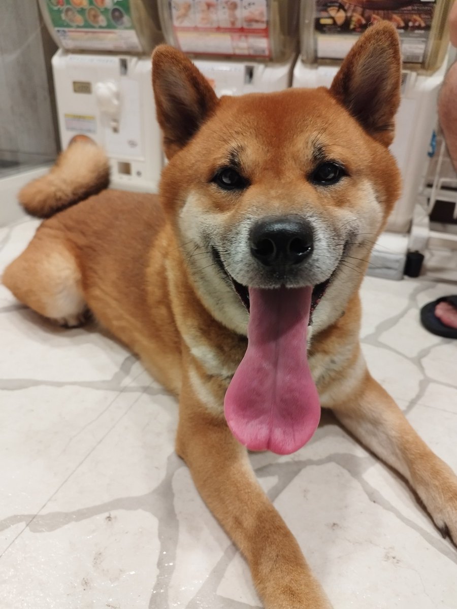 imomoke420's tweet photo. 迷い犬

7/23(火)　葛飾花火大会の日
PM10:40頃、葛飾区東水元1丁目のジョナサン　ジョナサン水元店
に迷い込んできました。

人懐こい
柴犬
オス

亀有警察署にて保護しています
03-3607-0110

#金町
#東水元
#柴犬
#葛飾区
#迷い犬
#迷子犬保護
#保護犬
#亀有警察署
#拡散希望RTお願いいたします https://t.co/YhD4r0kMUY
