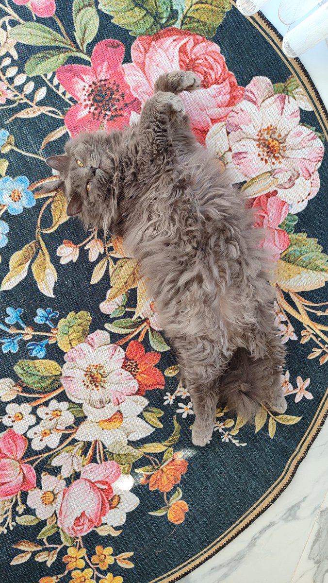 Balkon kedisi 🐈‍⬛