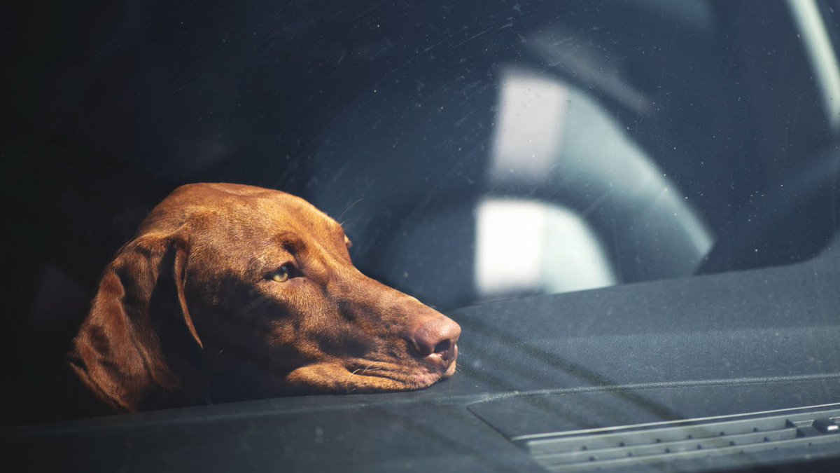 ATTENTION #YEG: We need your help! We are seeing a very large volume of calls for pets and people being left alone in hot cars. So far this month, #yegfire has responded to 122 separate events. This number may surpass the last two Julys combined… 1/3