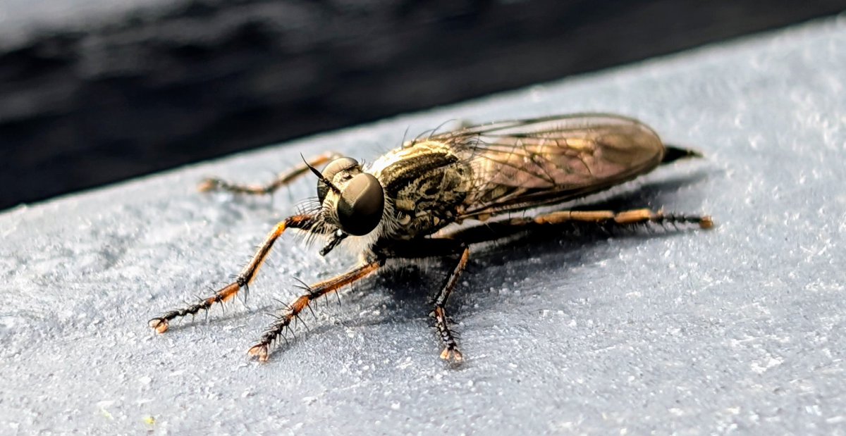 Esjayem's tweet image. Resting #RobberFly in Ferndown #Dorset @Natures_Voice @DorsetWildlife @Buzz_dont_tweet