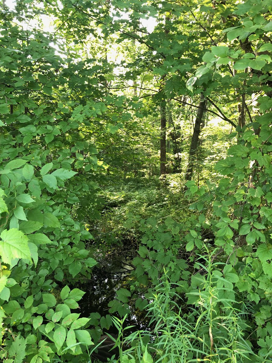 CdnNatureSci's tweet image. Marshes and swamps across the @greenbeltca are still hard at work! 
By holding and slowing releasing waters from yet another major rainfall event they reduce the risks &amp;amp;  impacts of flooding.
Wetlands in the greater urban ecosystem are an essential asset for our cities.
@conont