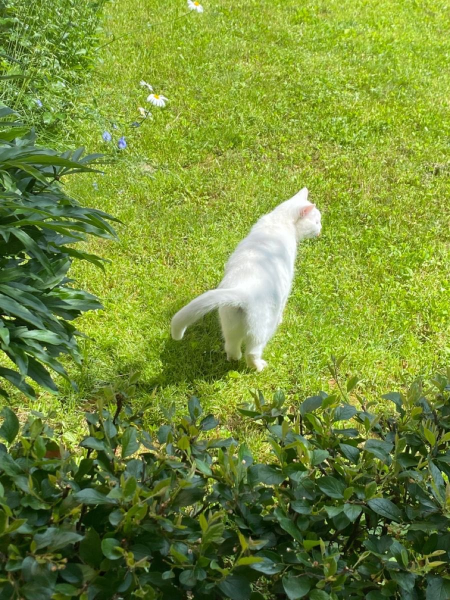 Un chat s’est incrusté pendant mon pique-nique. Je l’ai renommé Yuki, je sais, c’est cliché.