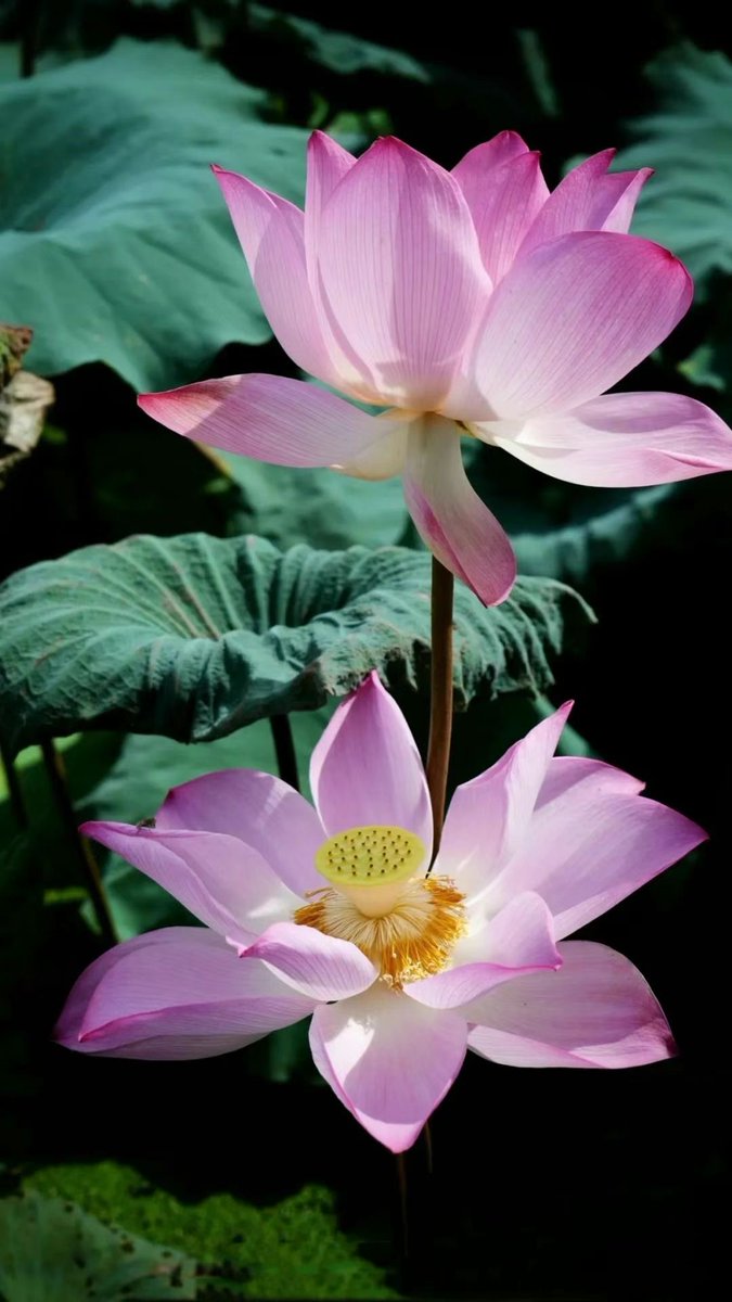 lovechaozhou's tweet photo. Recently, the #lotus flowers🪷 in Woshi Village and Gaocuotang Village of #Chaozhou have been blooming. Vast expanses of lush leaves spread across the water surface, and intersperse with delicate pink lotus flowers. In addition to this picturesque scene, the villages are also famous for their traditional craftsmanship of making "lotus root starch," which is renowned far and wide.😍
