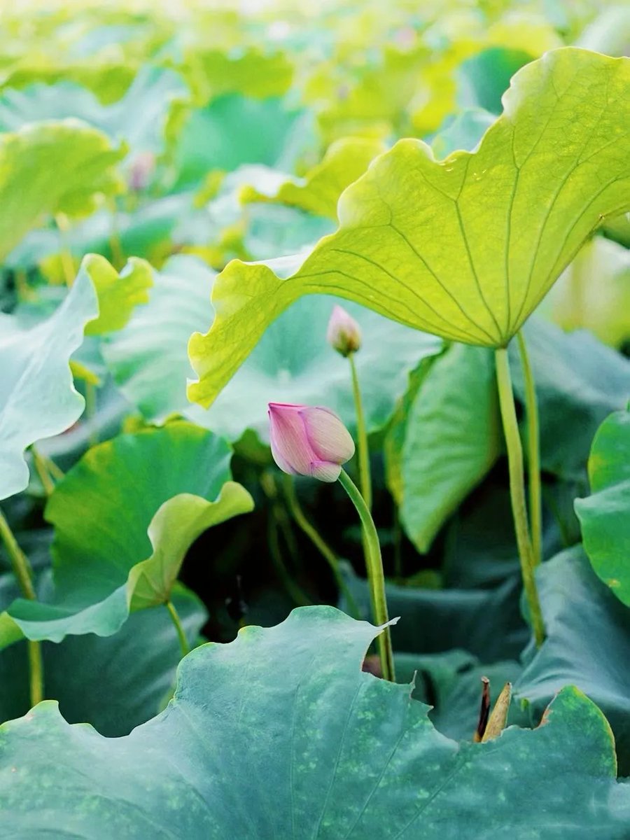 lovechaozhou's tweet photo. Recently, the #lotus flowers🪷 in Woshi Village and Gaocuotang Village of #Chaozhou have been blooming. Vast expanses of lush leaves spread across the water surface, and intersperse with delicate pink lotus flowers. In addition to this picturesque scene, the villages are also famous for their traditional craftsmanship of making "lotus root starch," which is renowned far and wide.😍