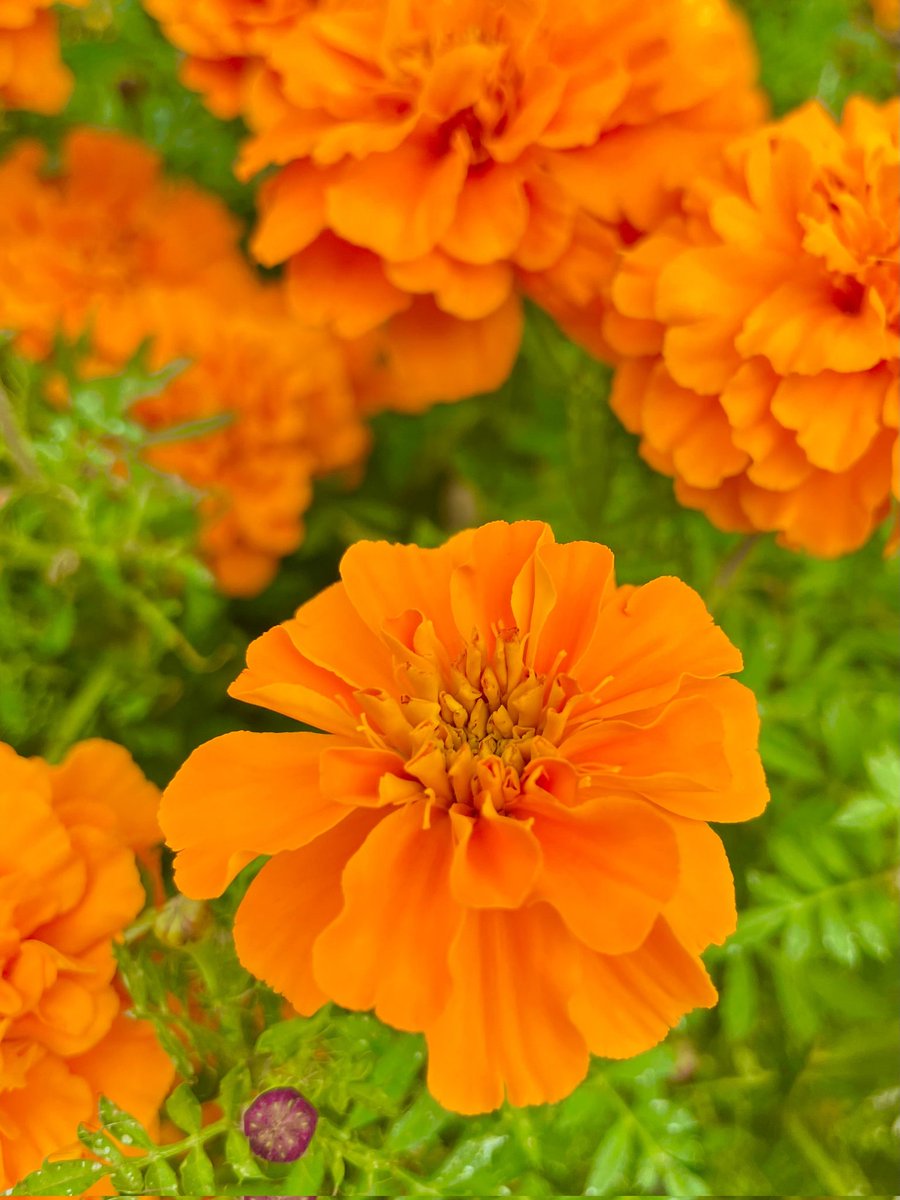 おはようございます🐣
本日と8月5日が土用の丑の日です😄
うなぎの栄養は多いです😄
ビタミンA｜免疫力を高める
ビタミンB群｜疲労回復に役立つ
ビタミンD｜骨や歯を丈夫にする
ビタミンE｜血管を健康に保つ
ミネラル｜体の調子を整える
たんぱく質｜筋肉のもとになる
今日も宜しくお願いします🐣