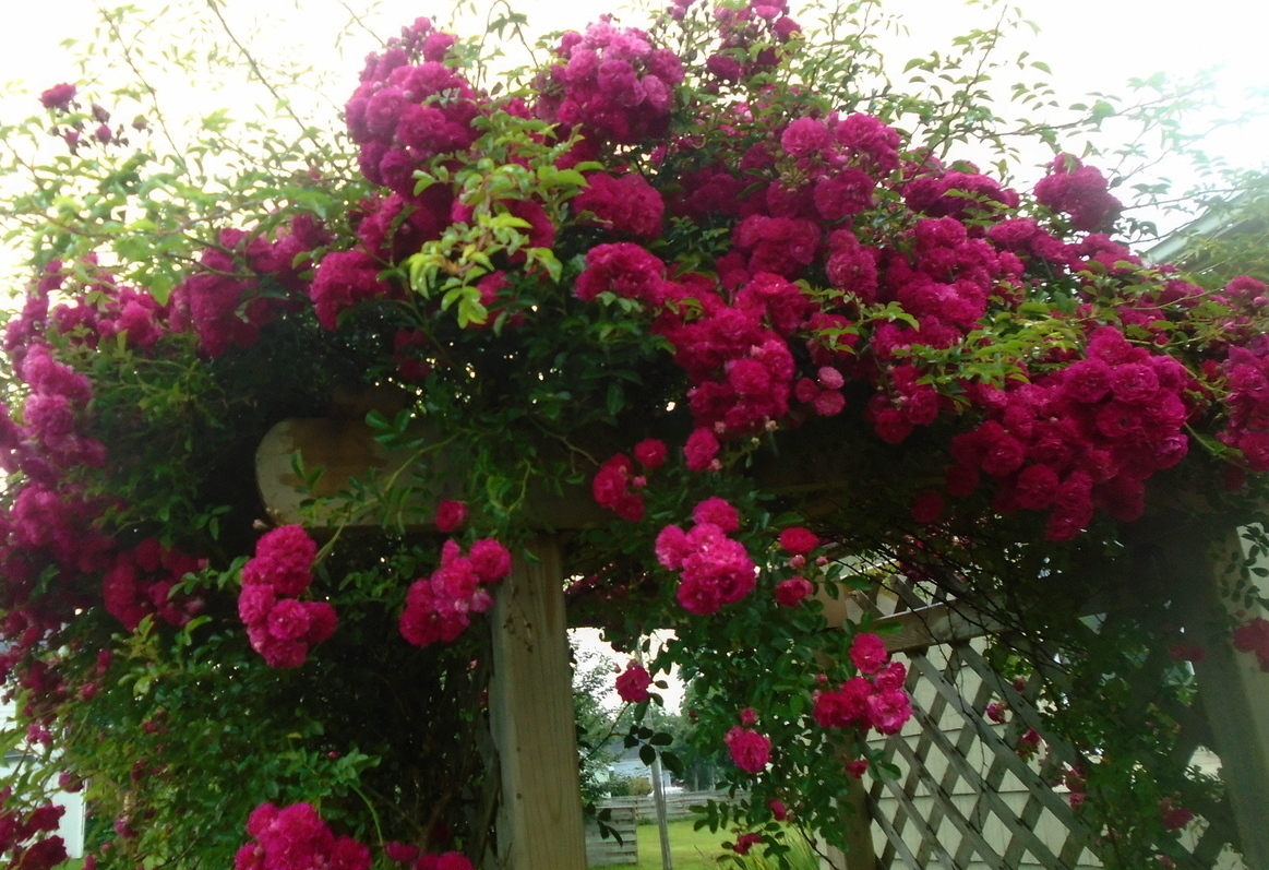 Merlin's Friend tweet media