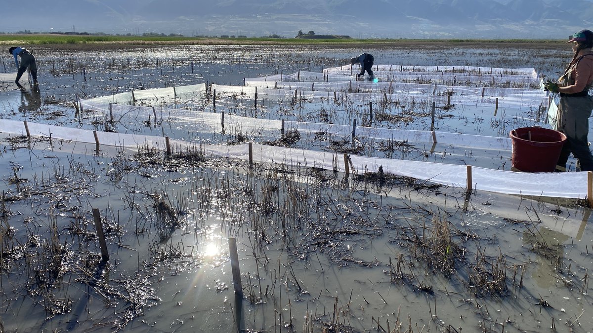 seed4restoration tweet media