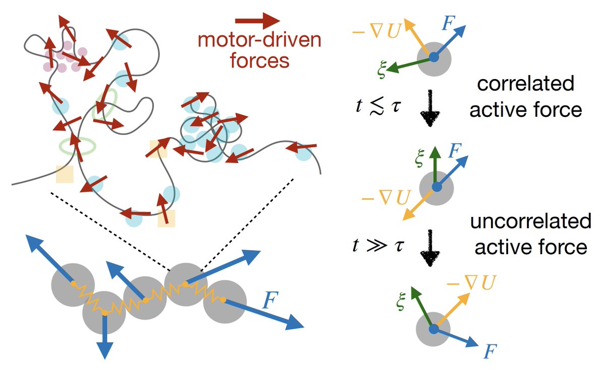 PRX_Life's tweet photo. How #chromosomes move and organize is still an open challenge.

New work shows that adding temporally persistent noise into an polymer model can reproduce real chromosome behaviors, including enhanced #mobility and compaction.

Read the paper: https://t.co/cx8TmUh1xf https://t.co/yggET7ZVNj