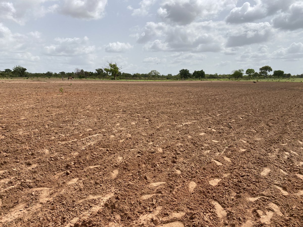 MFarmsGMB's tweet photo. Last weekend, work continued on our 3.5 hectare corn ๐ฝ farms.
Also, we sowed 0.8 hectares of watermelon ๐
#MFarms | #Farming4Business | #SDG2 https://t.co/Fj3sGVWqVB