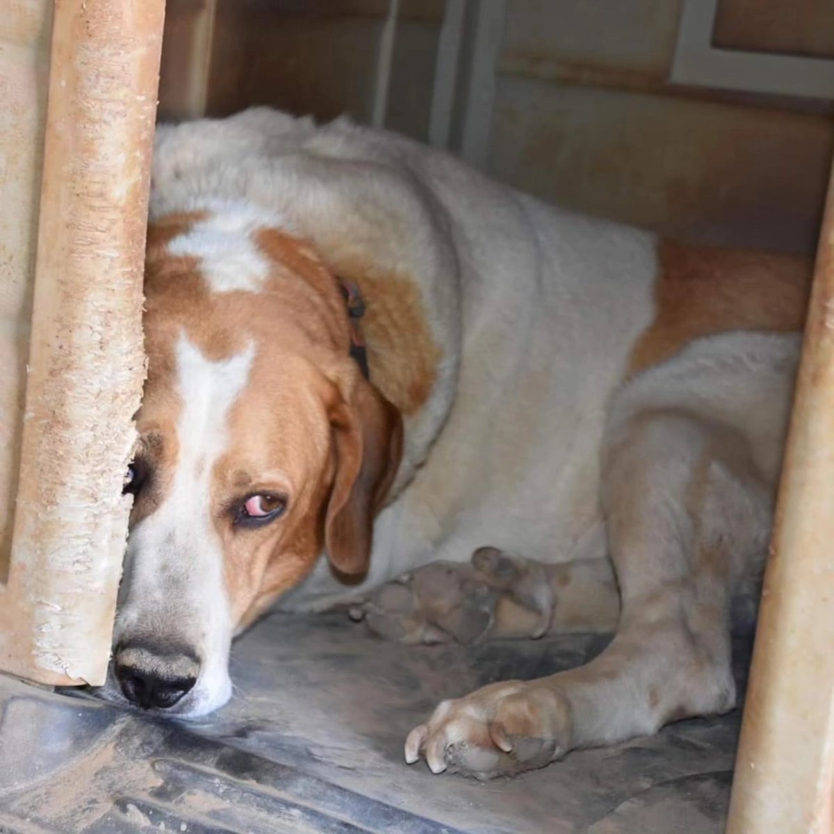 SosAbuelos1's tweet photo. #Aragon
Contacto; 
infoapap@gmail.com

👉Adóptalo aquí: https://t.co/vVM7ciKcXl

#GROUCHO se ha pasado 12 años de su vida en la protectora viendo como otros son adoptados y él no. Verlo ahí nos parte el corazón y nos despierta por las noches pensando: ¿Qué más podemos hacer por él? 

Solo nos queda escribir esto con la esperanza de que alguien pueda ver o sentir lo que nosotras sentimos y le abra su corazón y su hogar. 

Groucho nunca ha sabido lo que es tener una familia propia. No podemos entenderlo, porque es un osito amoroso y cariñoso, es muy sociable con los demás perros. Se lleva bien con hembras y machos, y en su pequeña manada de perros, tiene un poco el papel de papá. Los perros más jóvenes/inseguros lo siguen para saber que hacer, y él los trata con mucho amor.

Con las personas que conoce, es extremadamente cariñoso. También se deja acariciar por desconocidos, pero puede ser un poco inseguro a principio con hombres. Sin embargo, una vez te conoce, le encantan los mimos, es muy obediente, leal y atento. También le gusta que lo cepillen. En general, es un perro muy equilibrado, seguro de sí mismo y tranquilo: algo así como el ‘roble’ de su manada. 

Le encantan los paseos por la naturaleza. Cuando sale camina bien y relajado con la correa y disfruta mucho de olisquear y pasar tiempo con su humano. Debido a su artritis, ya no necesita largos paseos, pero le encantaría dar algunos cortos al día. 

No está acostumbrado al ruido de los coches y sonidos de la ciudad así y se siente un poco inseguro, pero si confía en su humano, podría pasear con correa en estas situaciones. Sin embargo, preferiríamos para él una casa con jardín donde pudiera disfrutar de sus últimos años. También le encantaría que hubiera otro perro sociable en la casa, ya que siempre ha compartido su vida con ellos. 

Para el dulce Groucho sería un sueño pasar su vejez con una familia que se preocupe por él y por sus necesidades. No pide mucho: caricias, paseos cortos pero agradables por la naturaleza, quizás un compañero perruno amable y una familia con una vida tranquila.

¡Ojalá el sueño de Groucho se haga realidad!

¡ Ojalá !