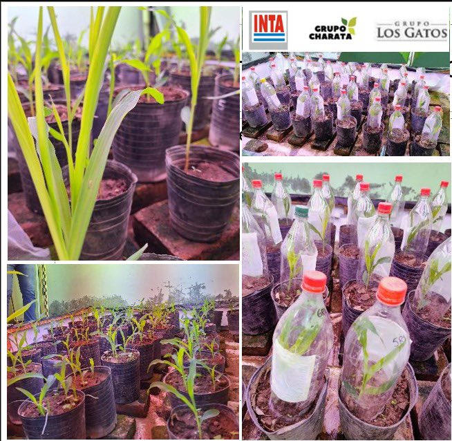 Ensayos de insecticidas en laboratorio para controlar Dalbulus maidis. La cantidad de ninfas que nacen es explosiva🤦🏻‍♀️. Seguiremos midiendo alternativas y acordar manejos regionalmente. <a href="/JoseTarrago2/">Jose Tarrago</a>