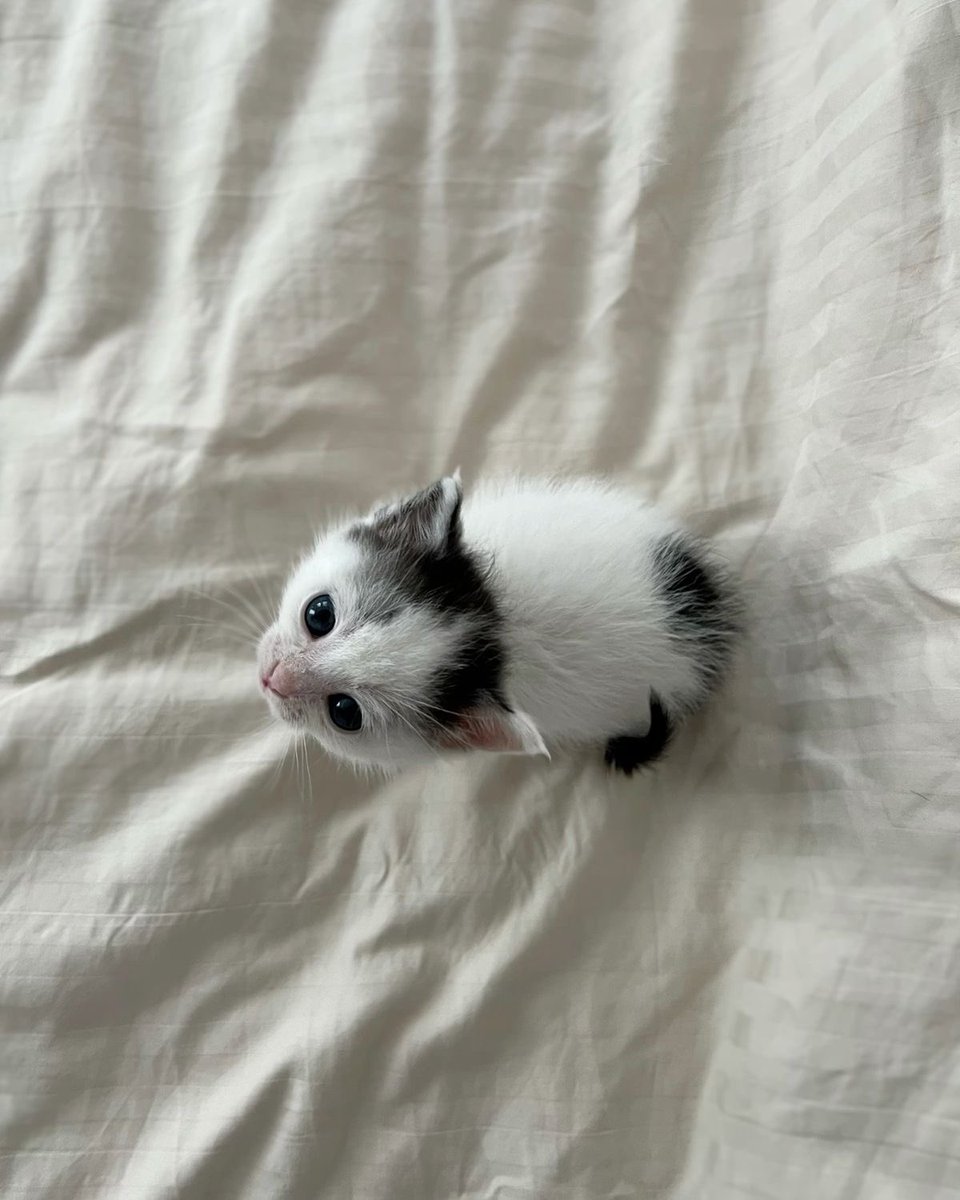 Hum_Blippo's tweet image. wwat du u meen i ahm tiini.