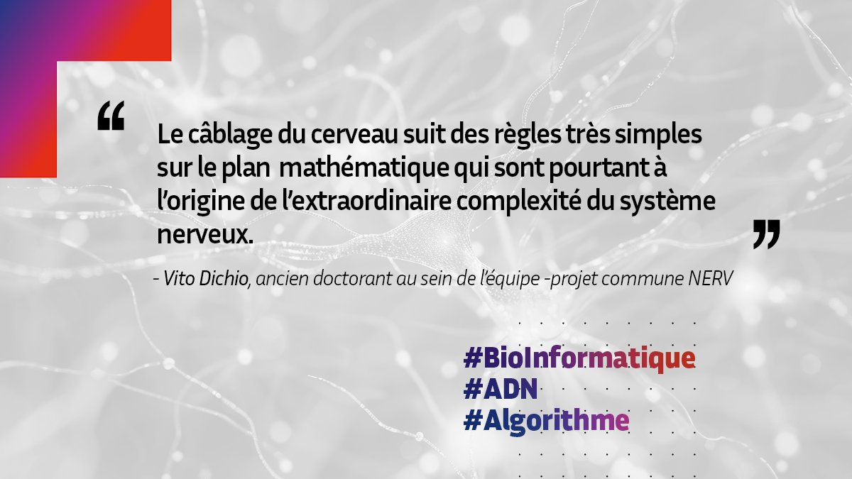 📚 #ÉtéLecture | <a href="/F_DeVicoFallani/">Fabrizio, de Vico Fallani</a> (<a href="/nerv_lab/">NERV Lab</a>) et @vidichio (<a href="/InstitutCerveau/">Institut du Cerveau - Paris Brain Institute</a>) proposent une percée inédite pour comprendre le développement de notre architecture cérébrale. Plongez dans le grand mystère de notre #cerveau, entre #ADN et #algorithmes 🧠💻 ! inria.fr/fr/neuroscienc…