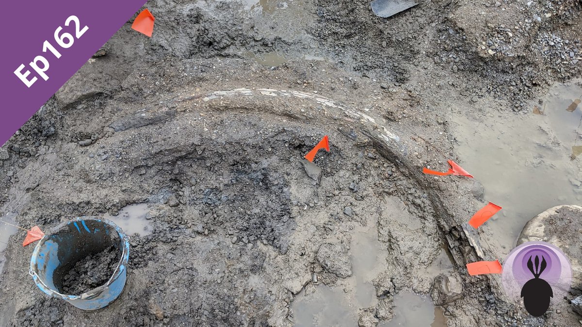 Ep162: Cerney Wick
palaeocast.com/cerney-wick/

We've been invited to participate in some Jurassic/Ice Age fieldwork in this special episode with Sally and Nev Hollingworth.

 #TuskForce #Quaternary #Jurassic #Mammoth #Ammonite #Podcast #Paleontology #Paleo #Fossils #Evolution