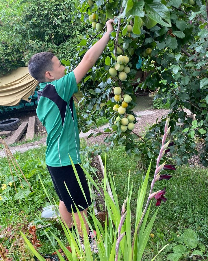 HighViewPrSch's tweet photo. High View grown, organic green plums! Hand picked by #HighViewHeroes from our #ForestSchool! Crumbled by @OliveDiningLtd to enjoy as a dessert option for lunch! Spot the edible flowers grown in our green space too! @gardeninforkids @RHSSchools @SOLDoutdoors #AimHighView https://t.co/2AhYbGMT0E
