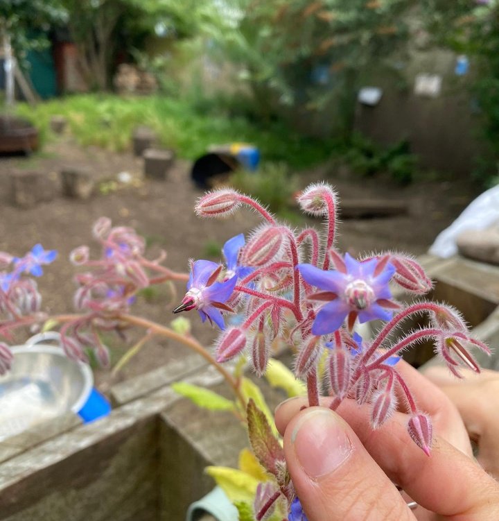 HighViewPrSch's tweet photo. High View grown, organic green plums! Hand picked by #HighViewHeroes from our #ForestSchool! Crumbled by @OliveDiningLtd to enjoy as a dessert option for lunch! Spot the edible flowers grown in our green space too! @gardeninforkids @RHSSchools @SOLDoutdoors #AimHighView https://t.co/2AhYbGMT0E